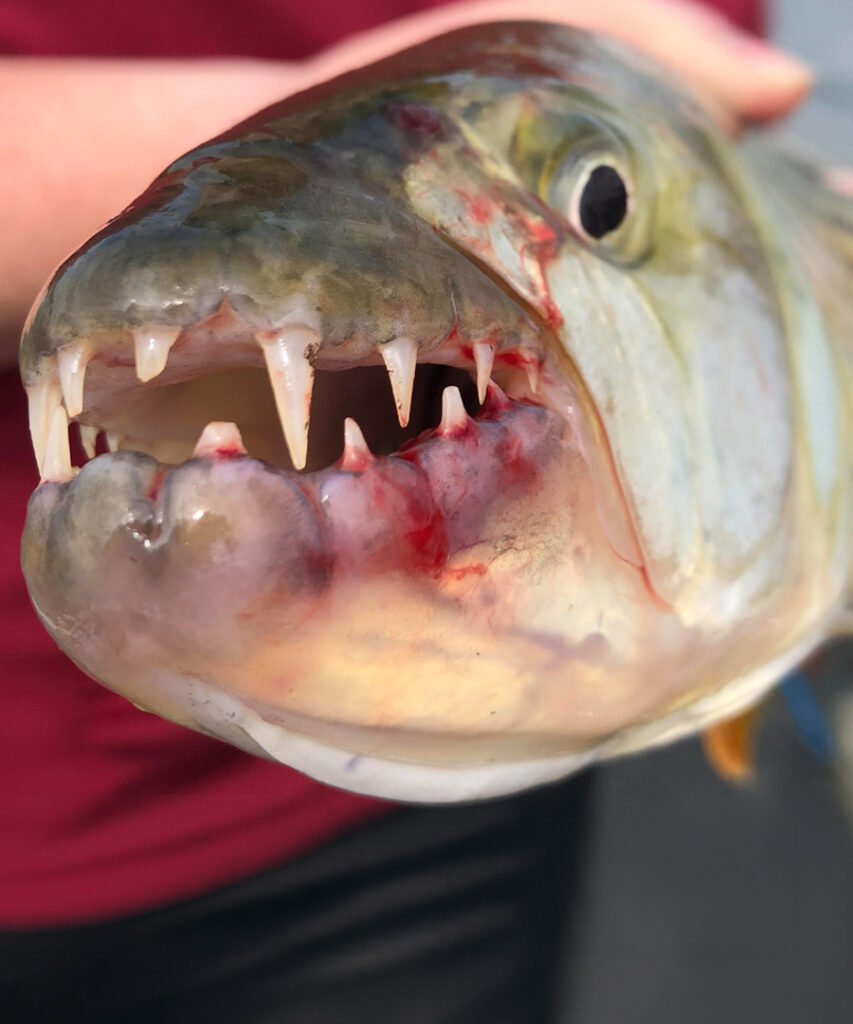 African Tigerfish