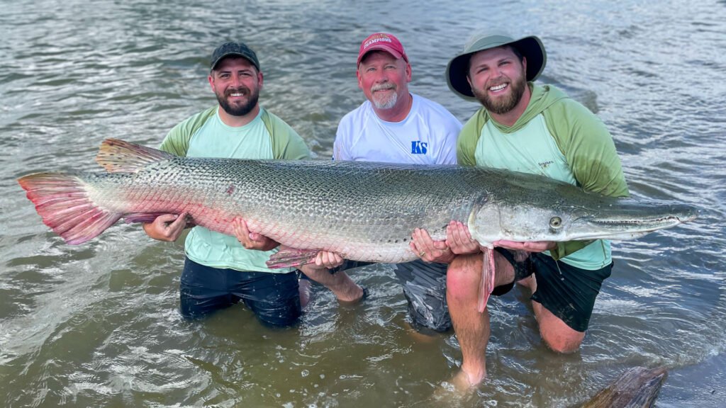 Alligator Gar