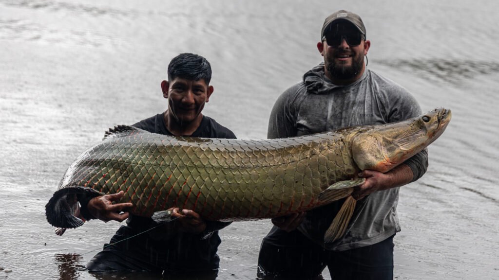 Arapaima