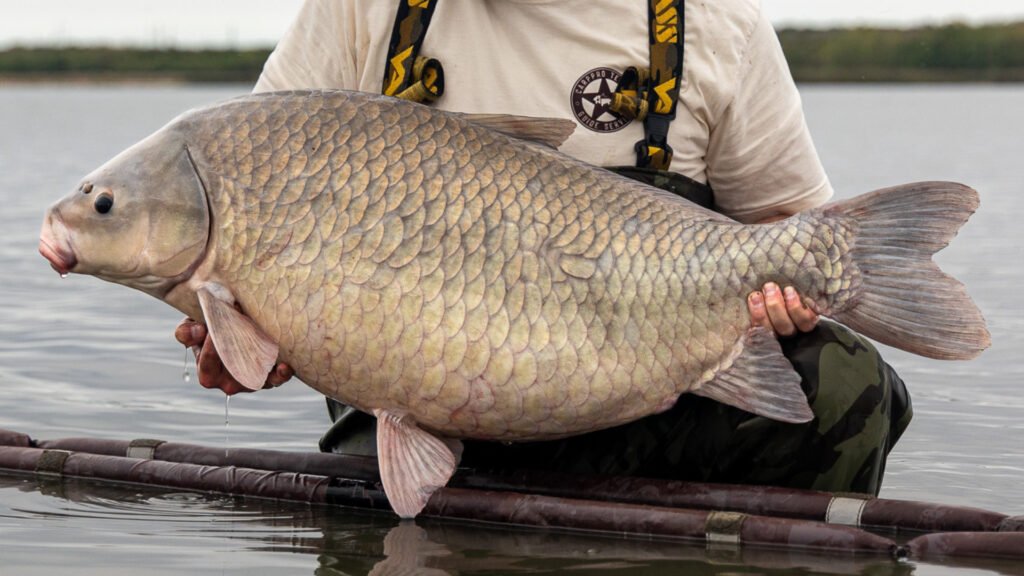 An angler grips a large, Smallmouth Buffalo.