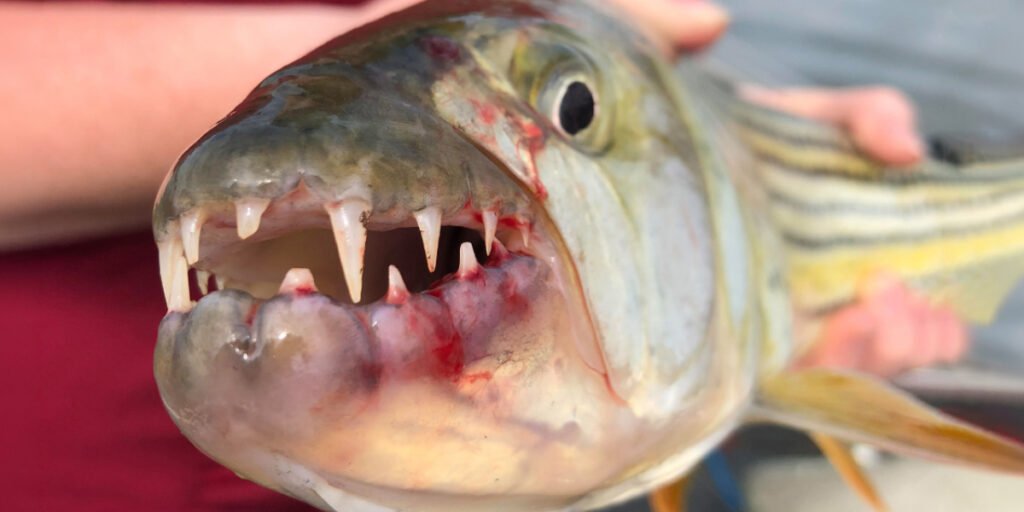 African Tigerfish