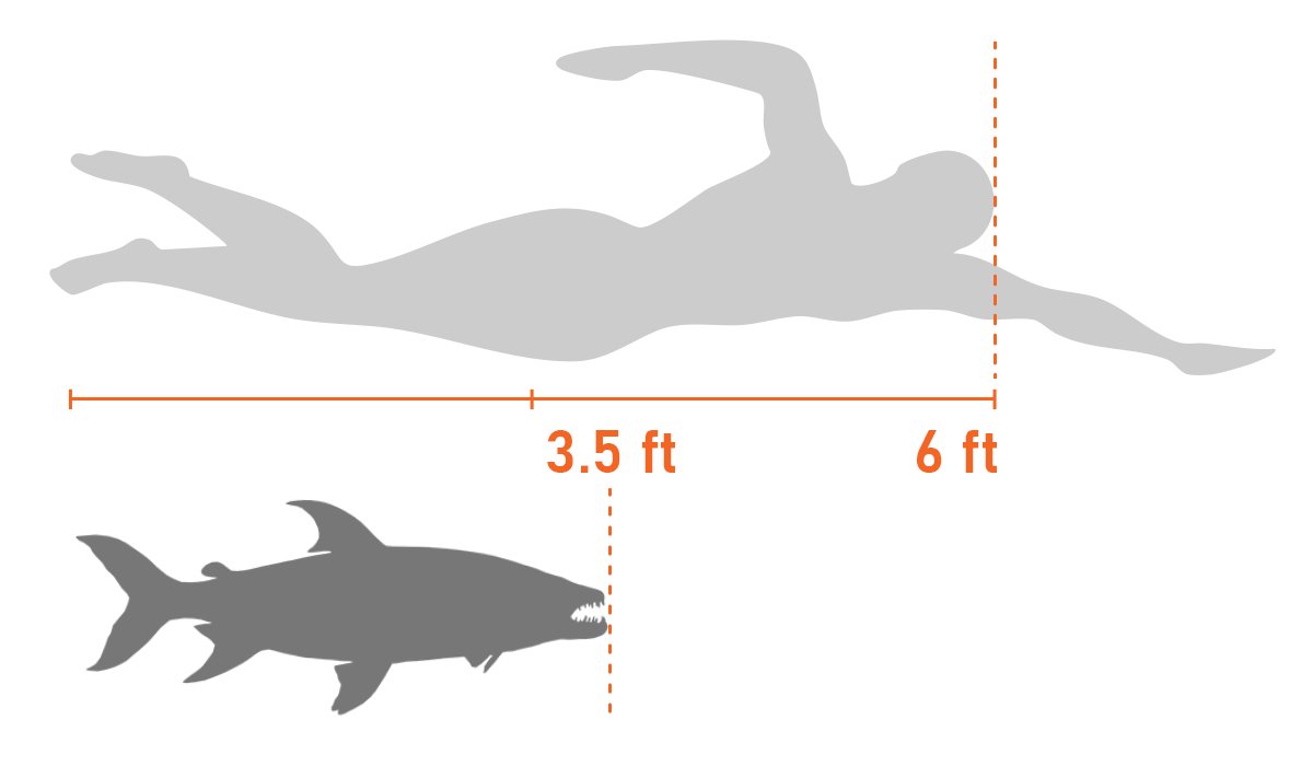 A size comparison of a human to a fully-grown African Tigerfish.