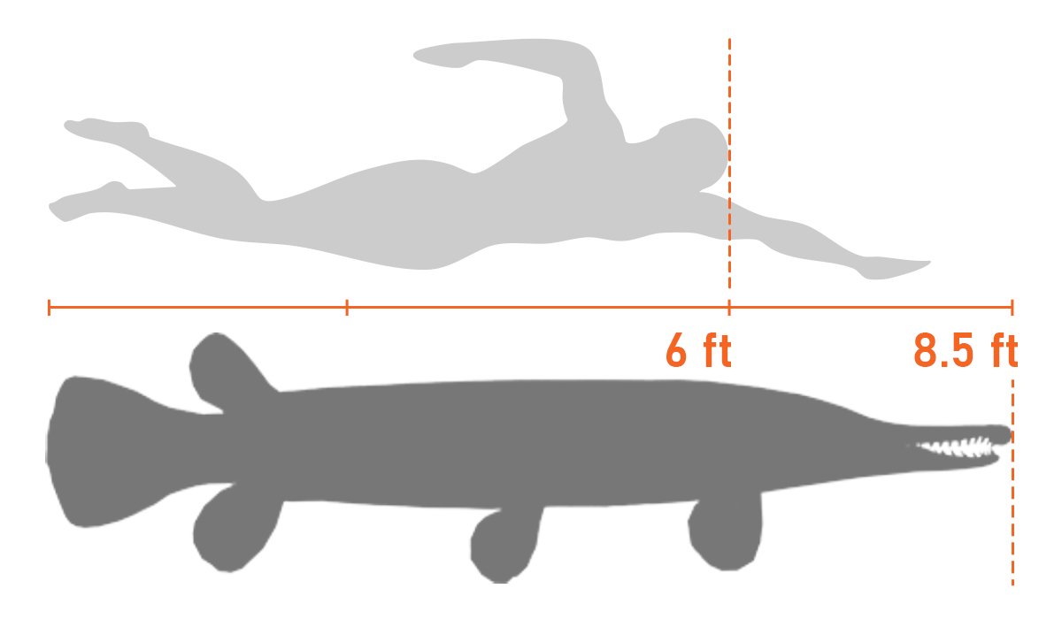A size comparison for the alligator gar to a human.