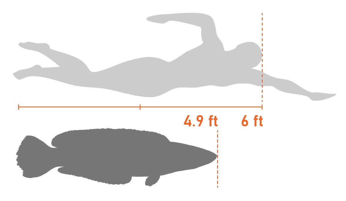 A size comparison of a giant snakehead to a swimming human.