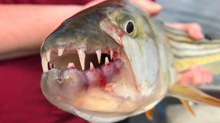 An up close look at the mouth of an African Tigerfish.