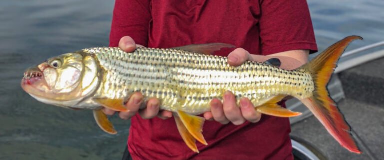 Alicen holds her African Tigerfish.