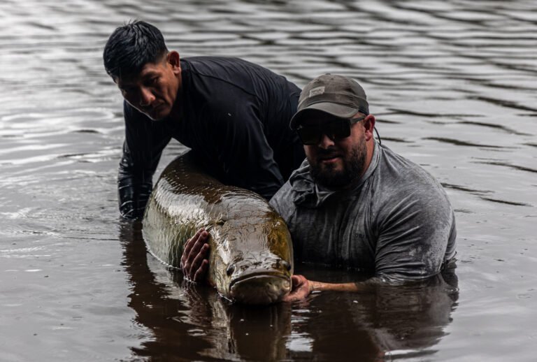 Bo and Keitus hold an adult arapaima.